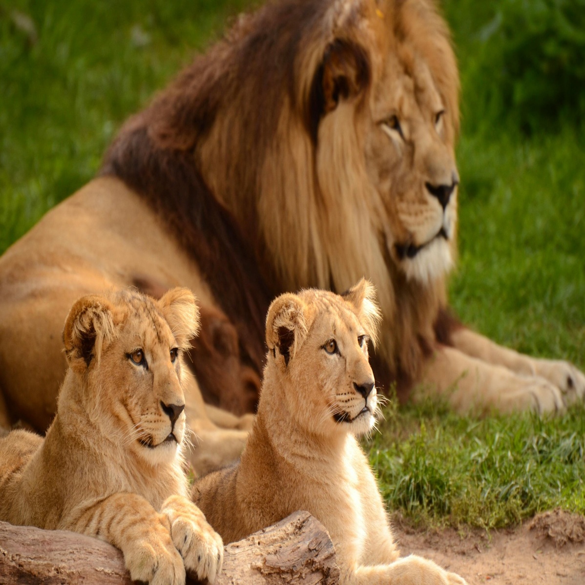 image of lion
